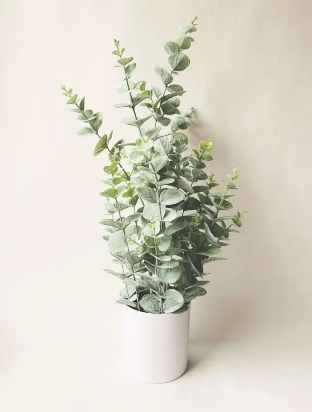 Eucalyptus m/potte H 65 Cm